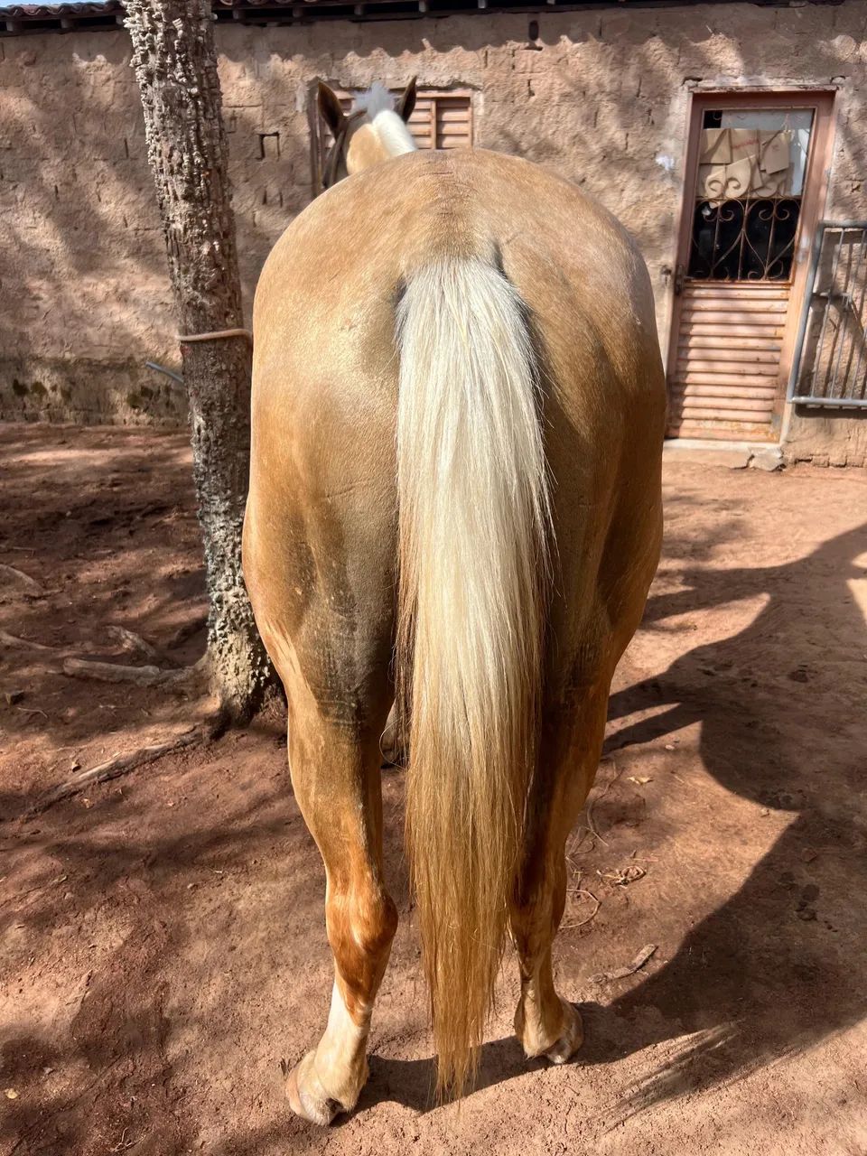 VENDO QUARTO DE MILHA 3 anos e meio  - Foto 3