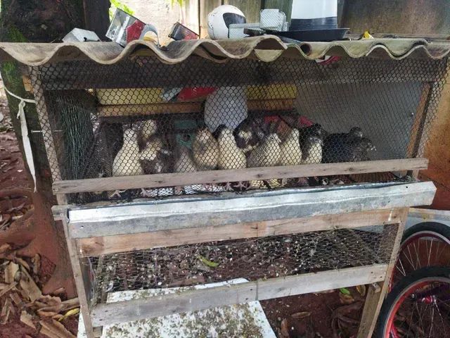 DOA ÇÃO DE CODORNAS E PORCOS - Foto 2