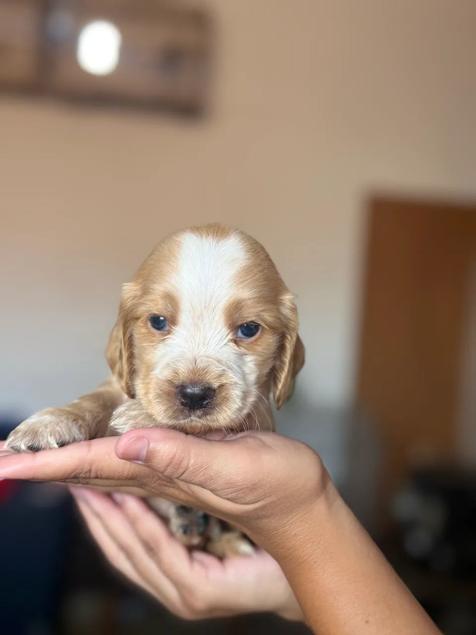 Cachorro - Foto 3