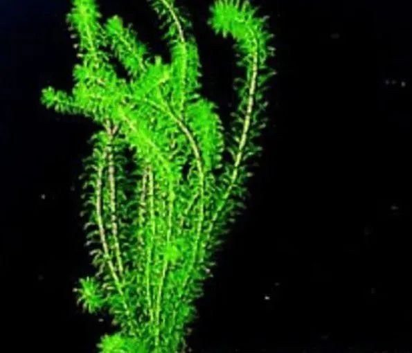 Plantas aquáticas  - Foto 4