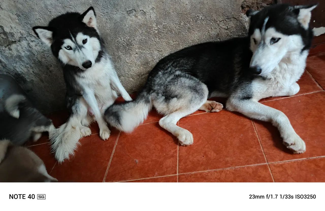 Casal de husky