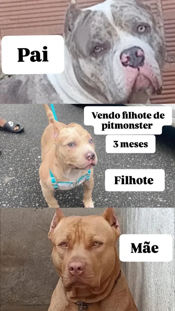 Filhote de "Pit Monster" - Foto 4