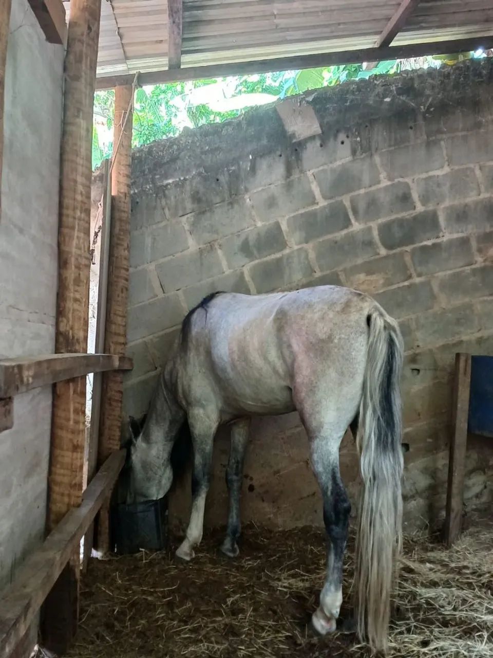 Potro mangalarga  - Foto 4