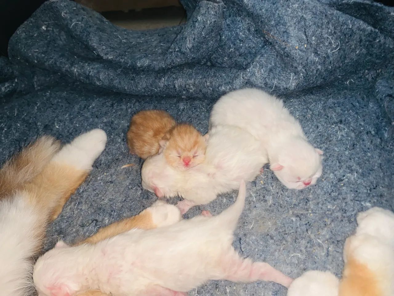 Filhotes de gato persa exótico fêmea laranja macho branco  - Foto 2