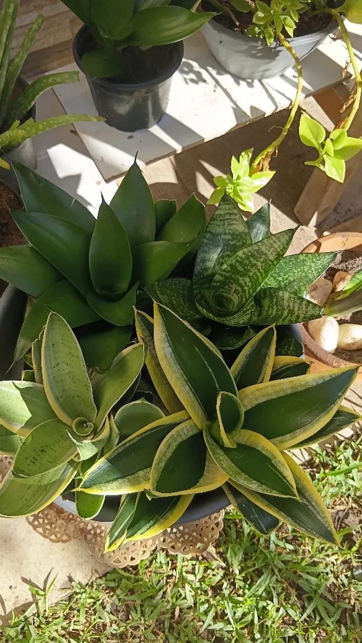 Mudas espadas e mini espadas  - Foto 5