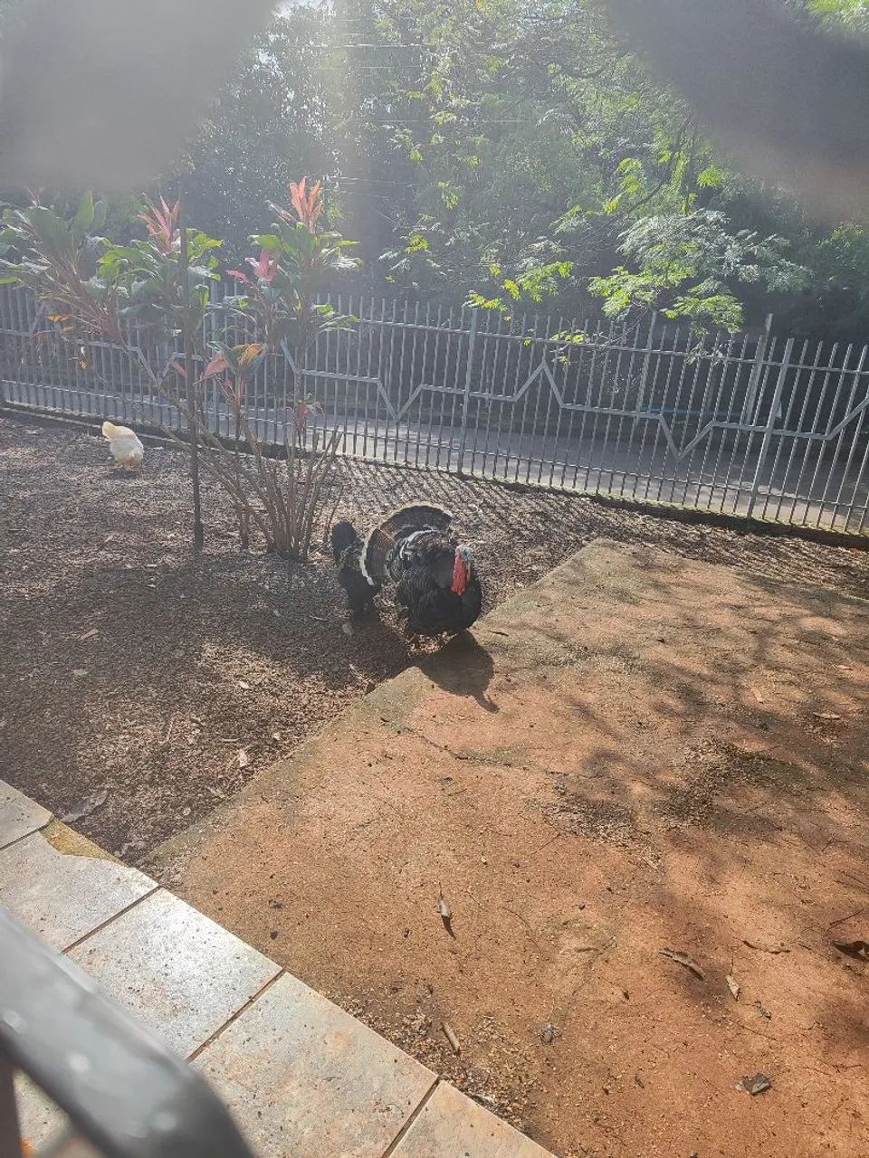 Peru macho  - Foto 4