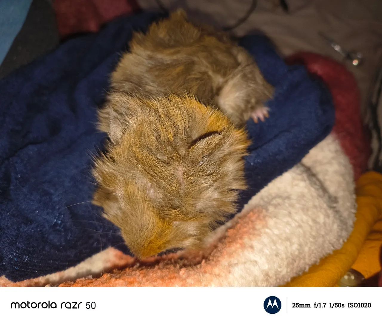 Vendo porquinho da índia peruano macho de 2 meses  - Foto 2