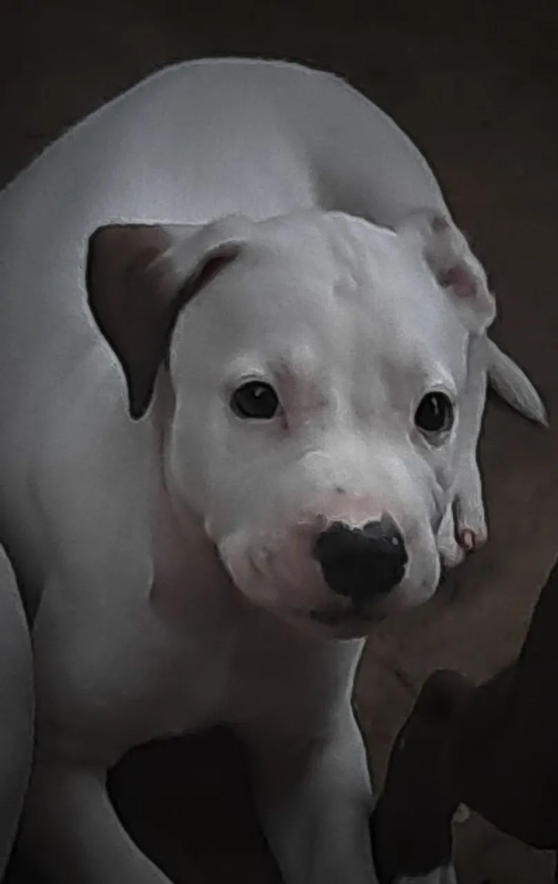 FILHOTES DE Pitbull  - Foto 4
