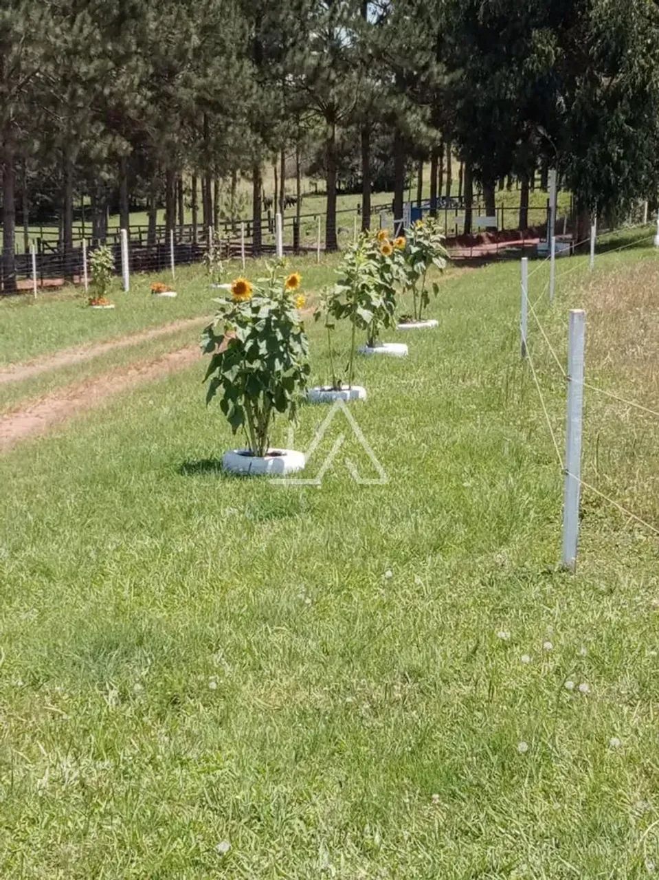CHACARA COM 4,4 HA - Foto 4