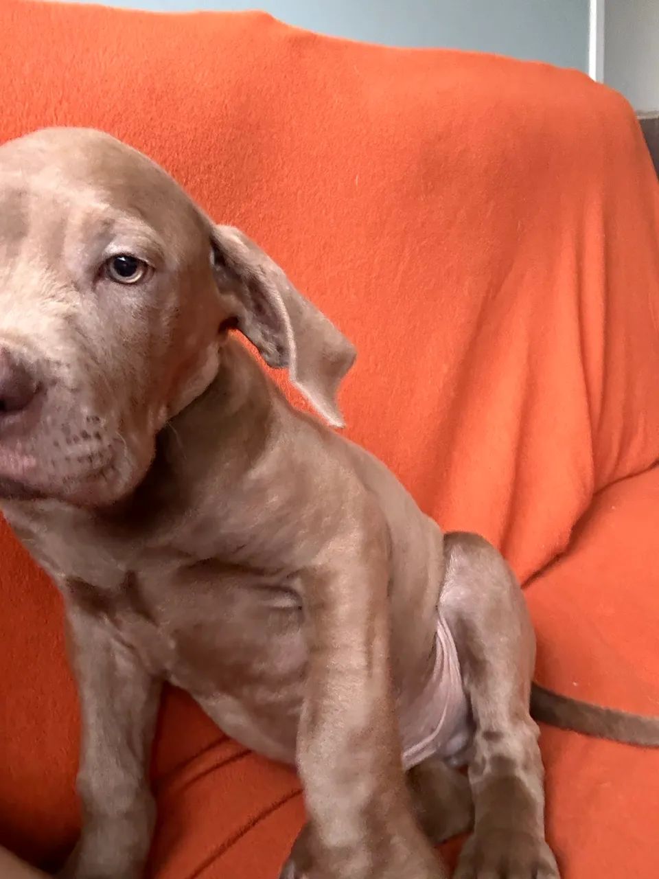 Filhote American Bully Macho - Foto 2