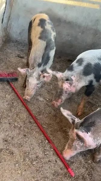 DOAÇÃO DE CODORNAS E PORCOS