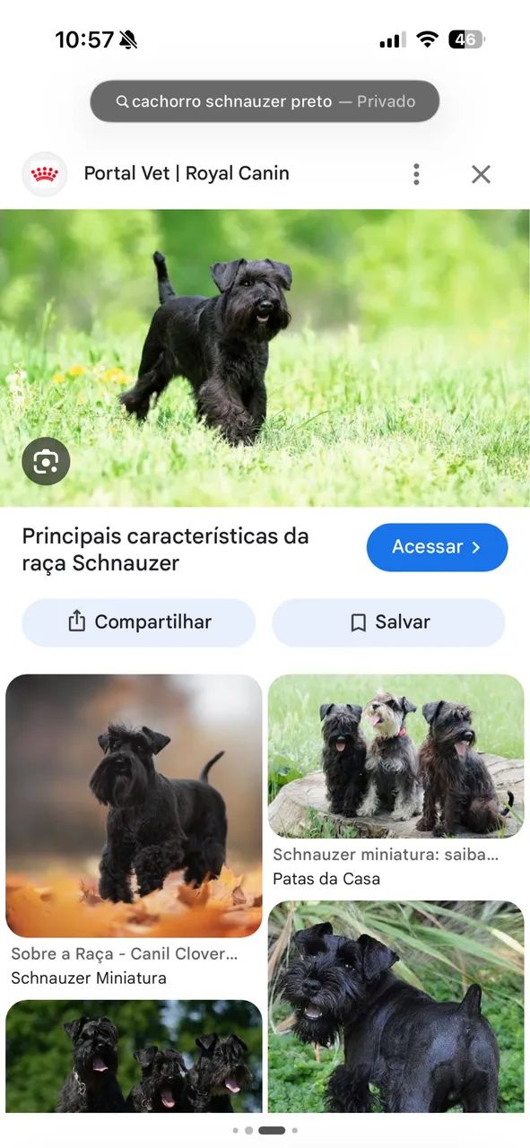 Doação Schnauzer