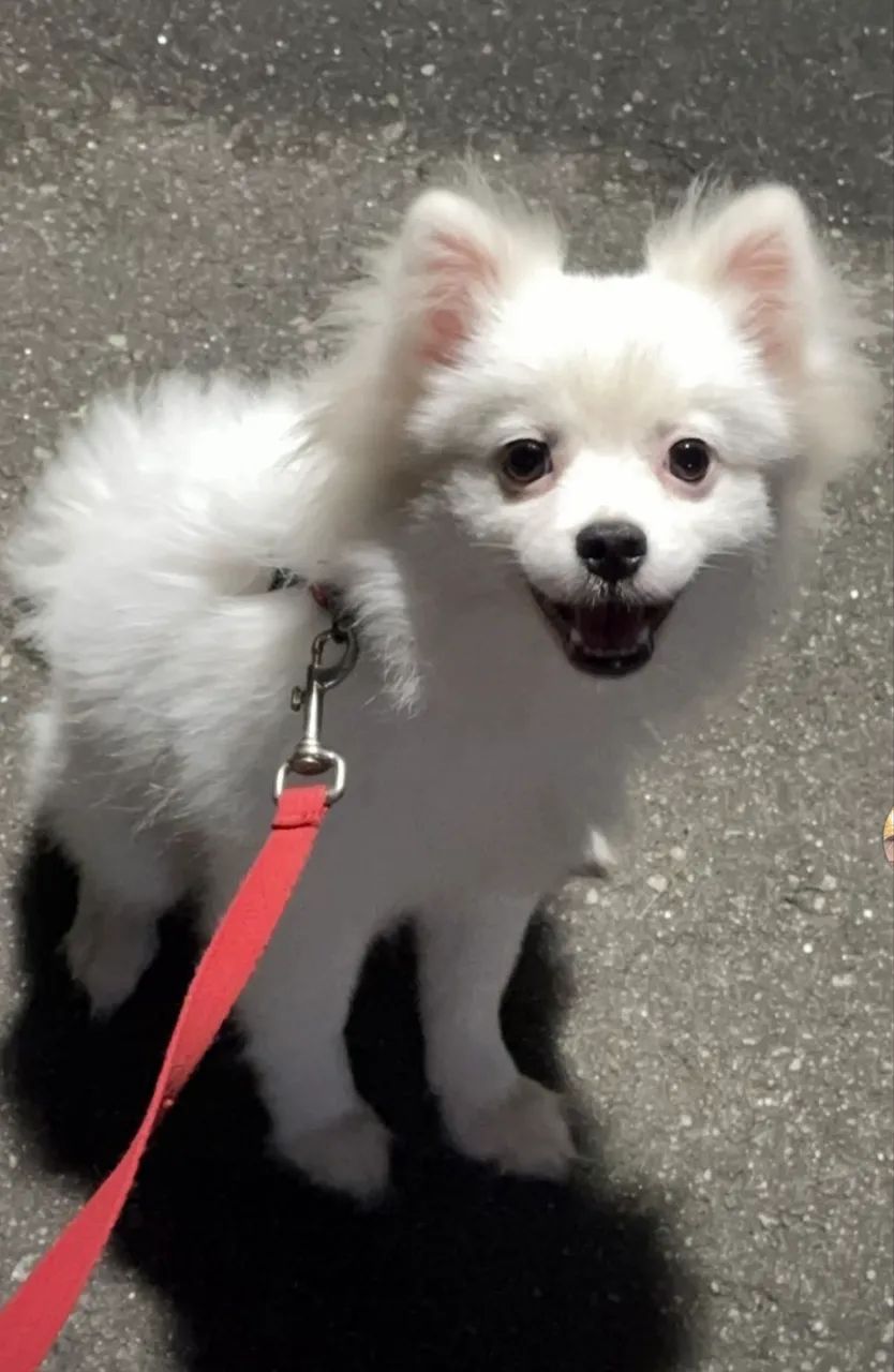 Spitz alemão