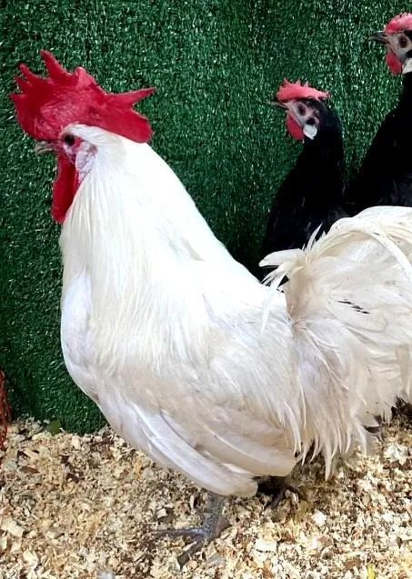 Galinhas e Galos Cara de Palhaço - Branco, Preto e Cinza (Raça Pura)