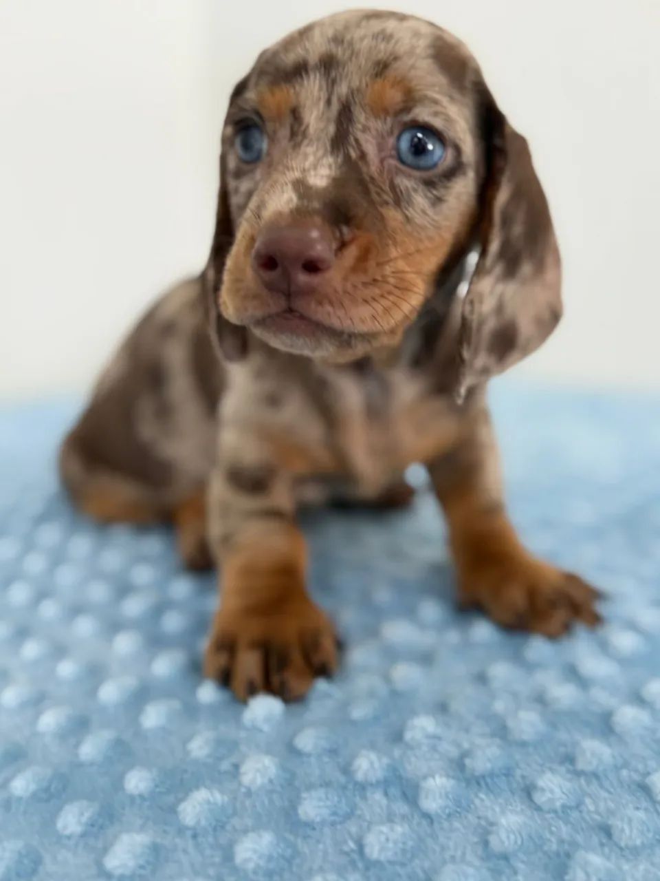 dachshund salsichinha  - Foto 3
