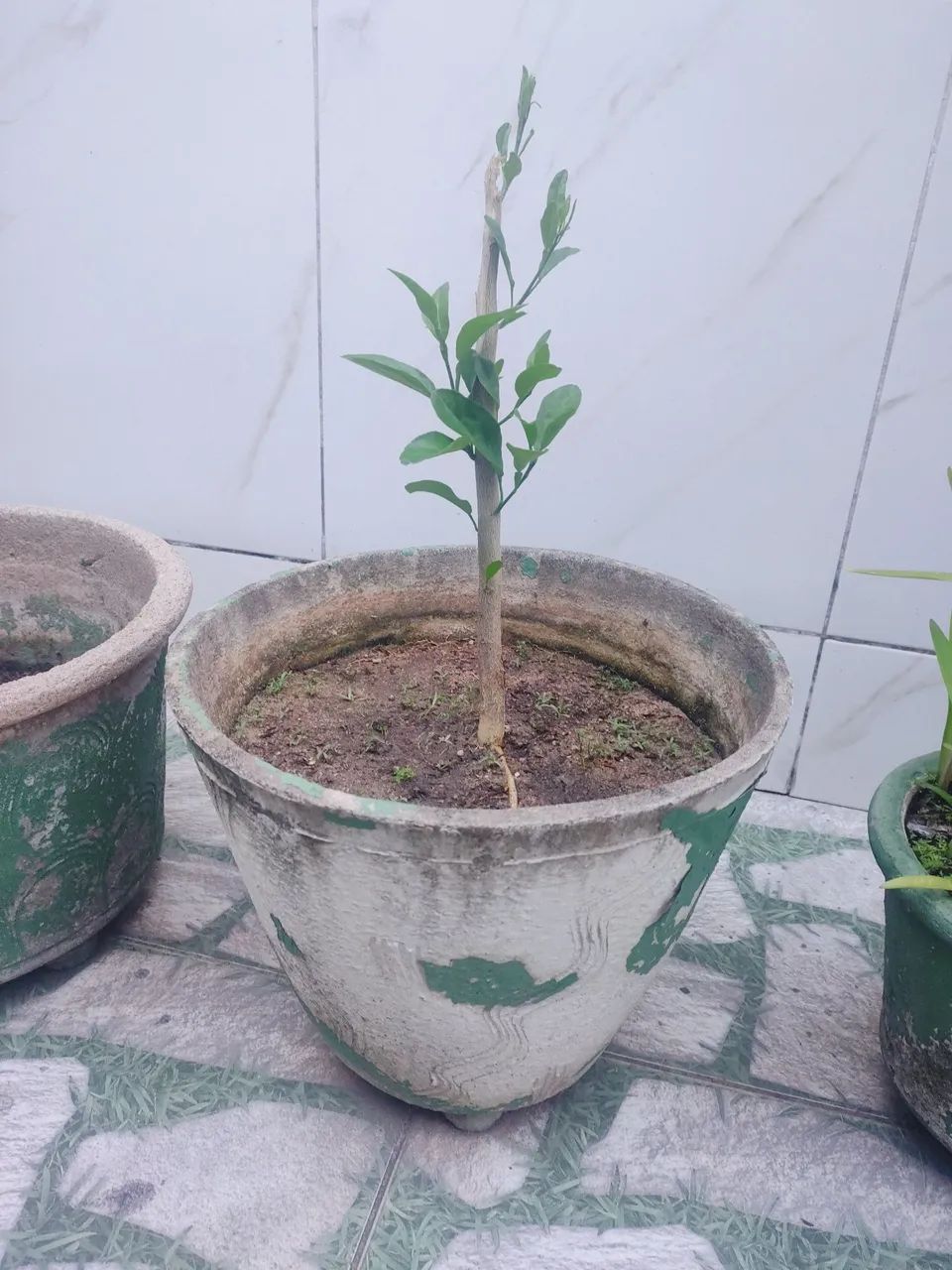 Muda de limão lima com jarro  - Foto 2