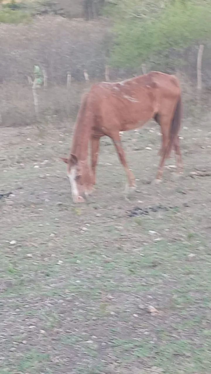 Cavalo quarto de milha 