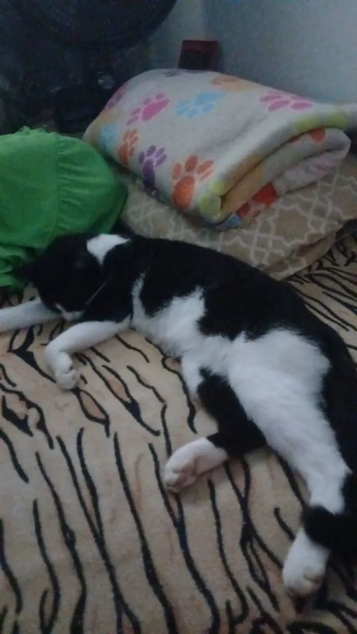 Adoção responsável  - Foto 3