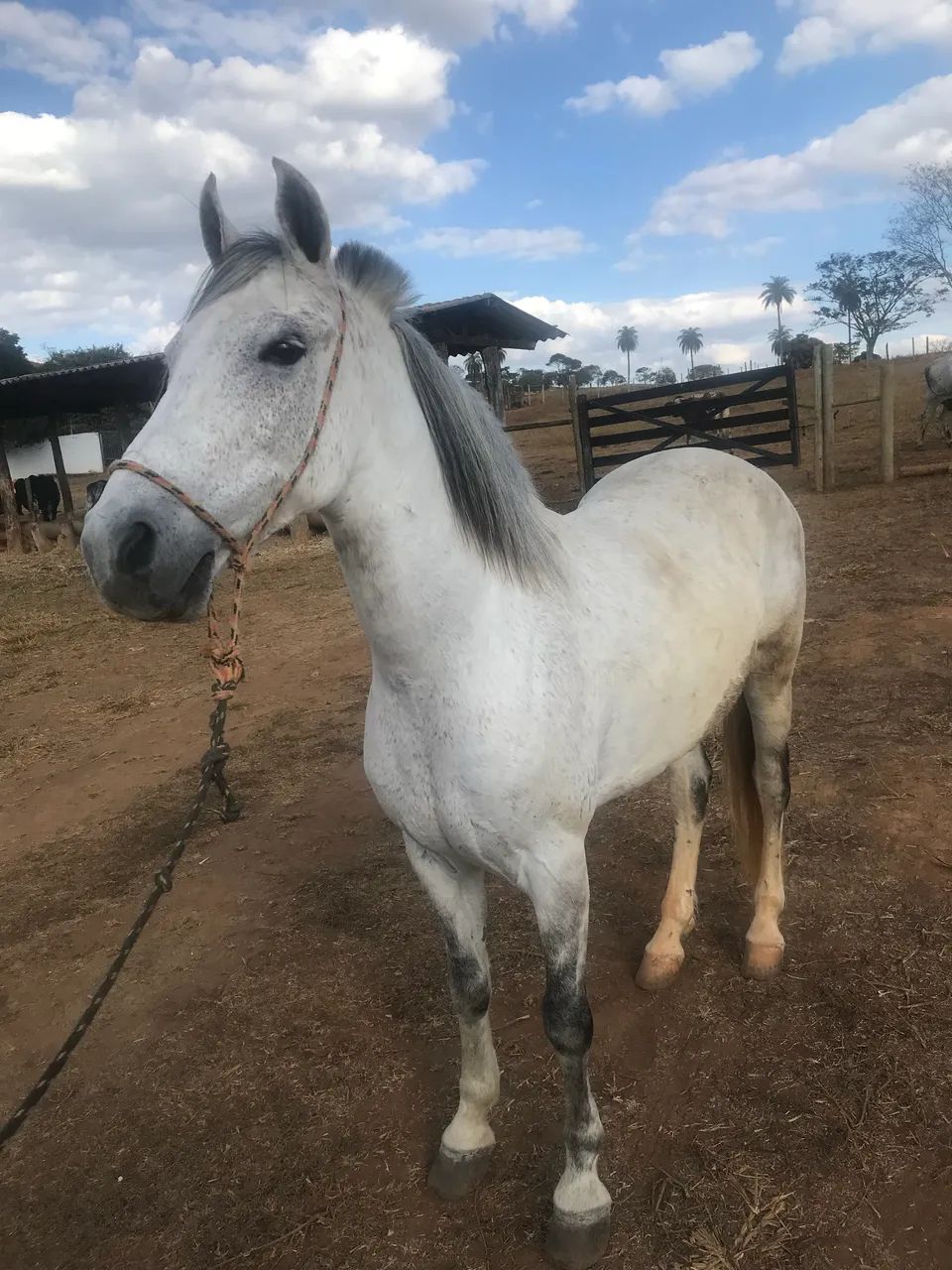 Cavalo mangalarga marchador registrado - Foto 2