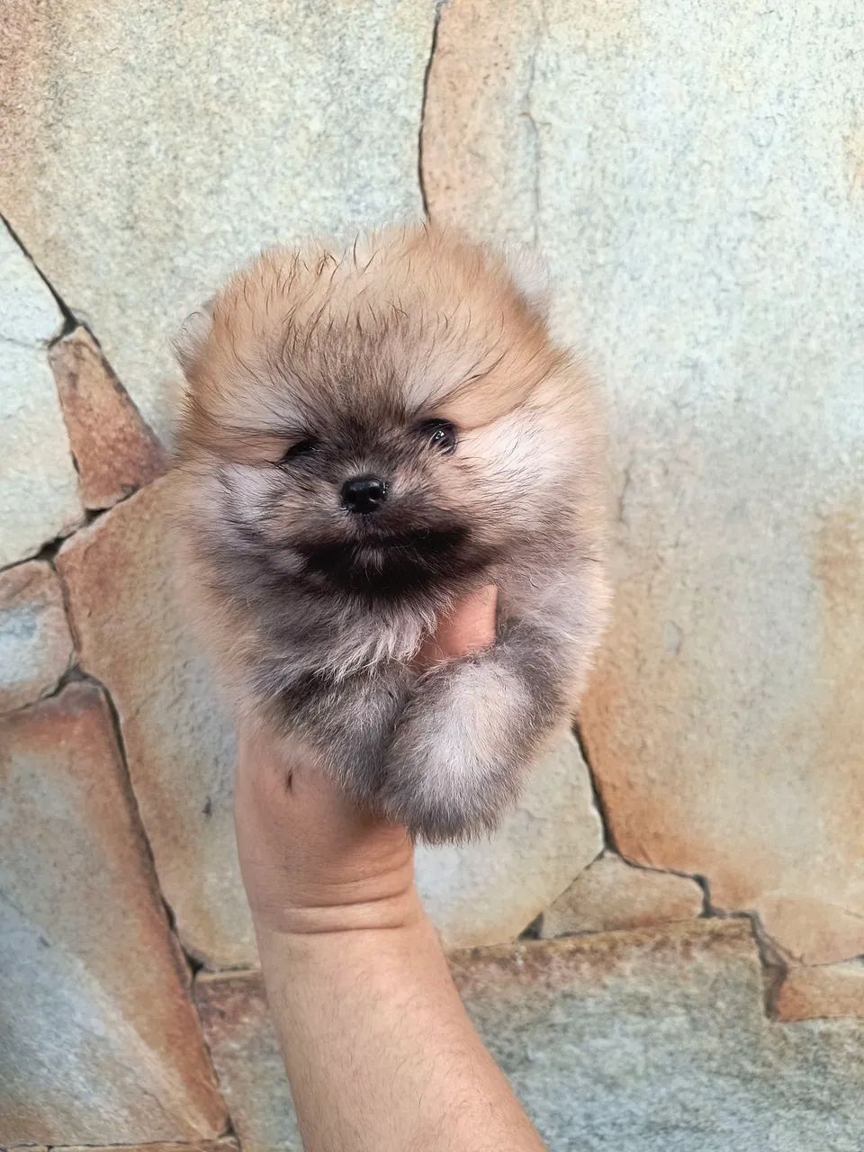 Spitz alemão macho