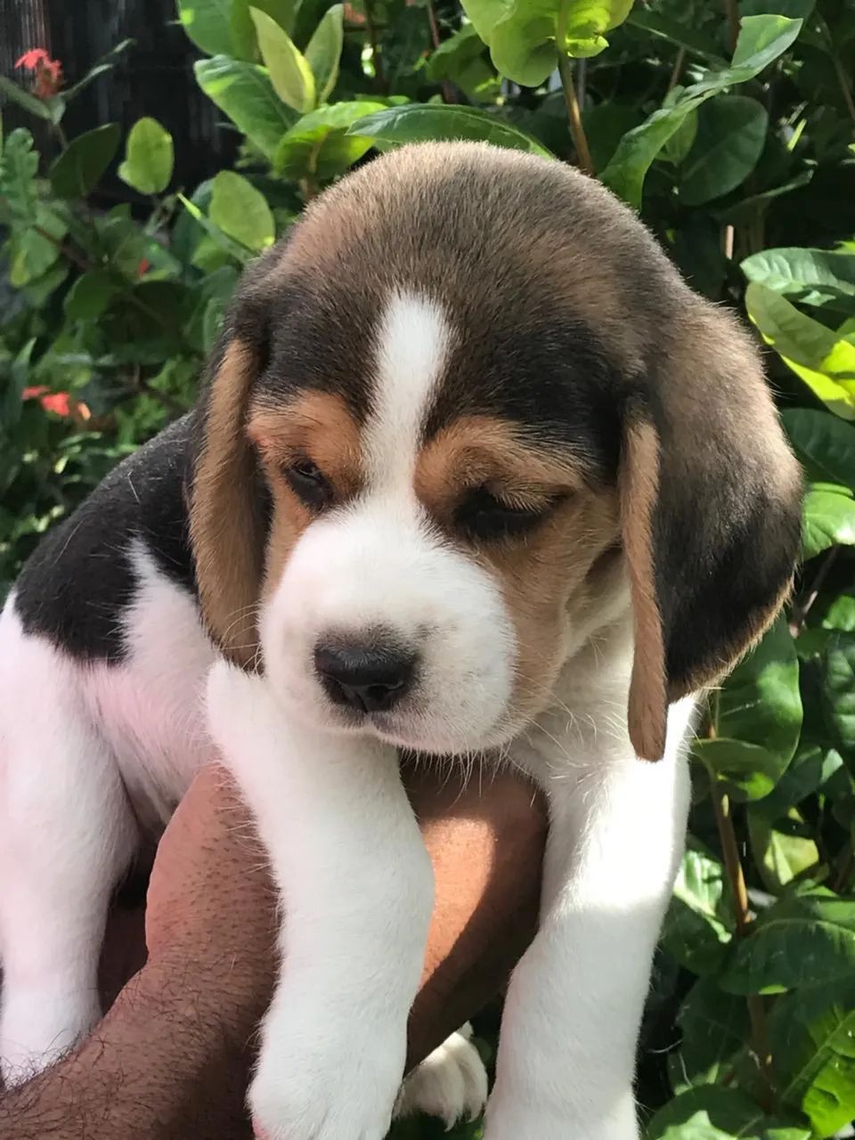 Beagle 13 polegadas com. Pedigree disponíveis  para venda . - Foto 4
