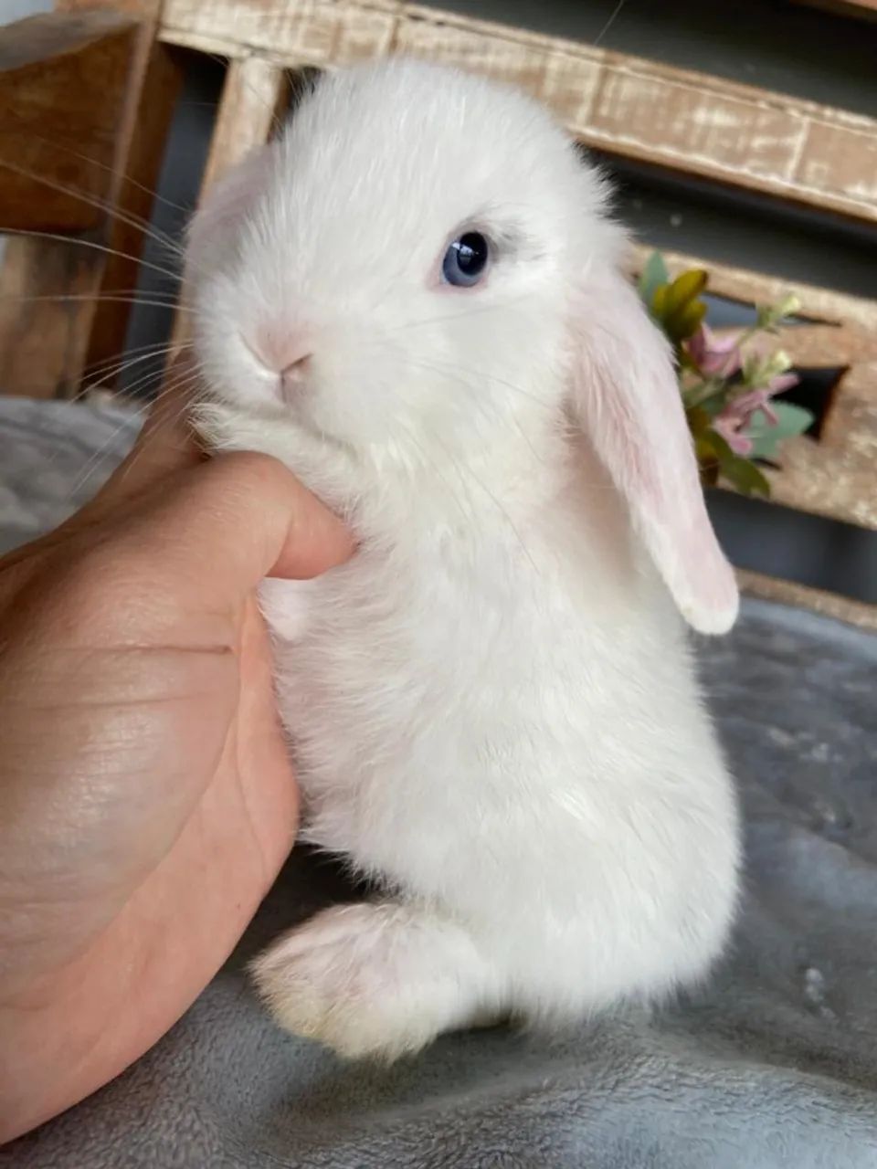 coelho mini lop uruguaio - Foto 3