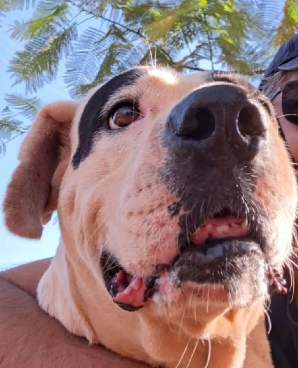 Doação de cachorro - Foto 2