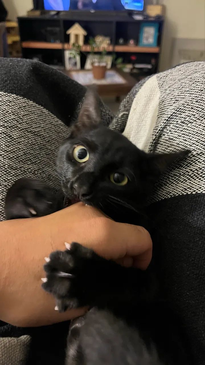 Gato com 3 meses  - Foto 5