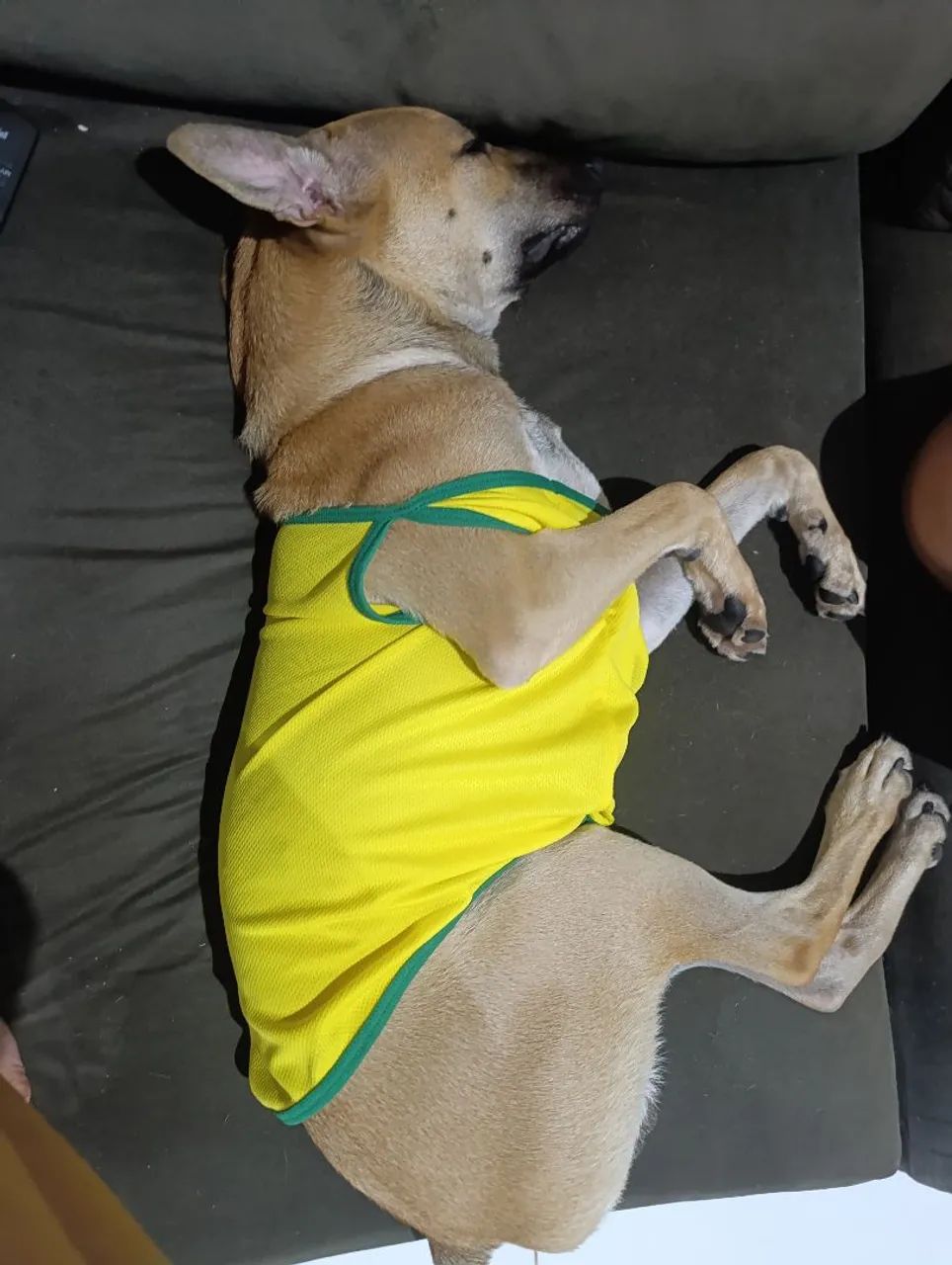 Doa-se Cachorro  - Foto 3