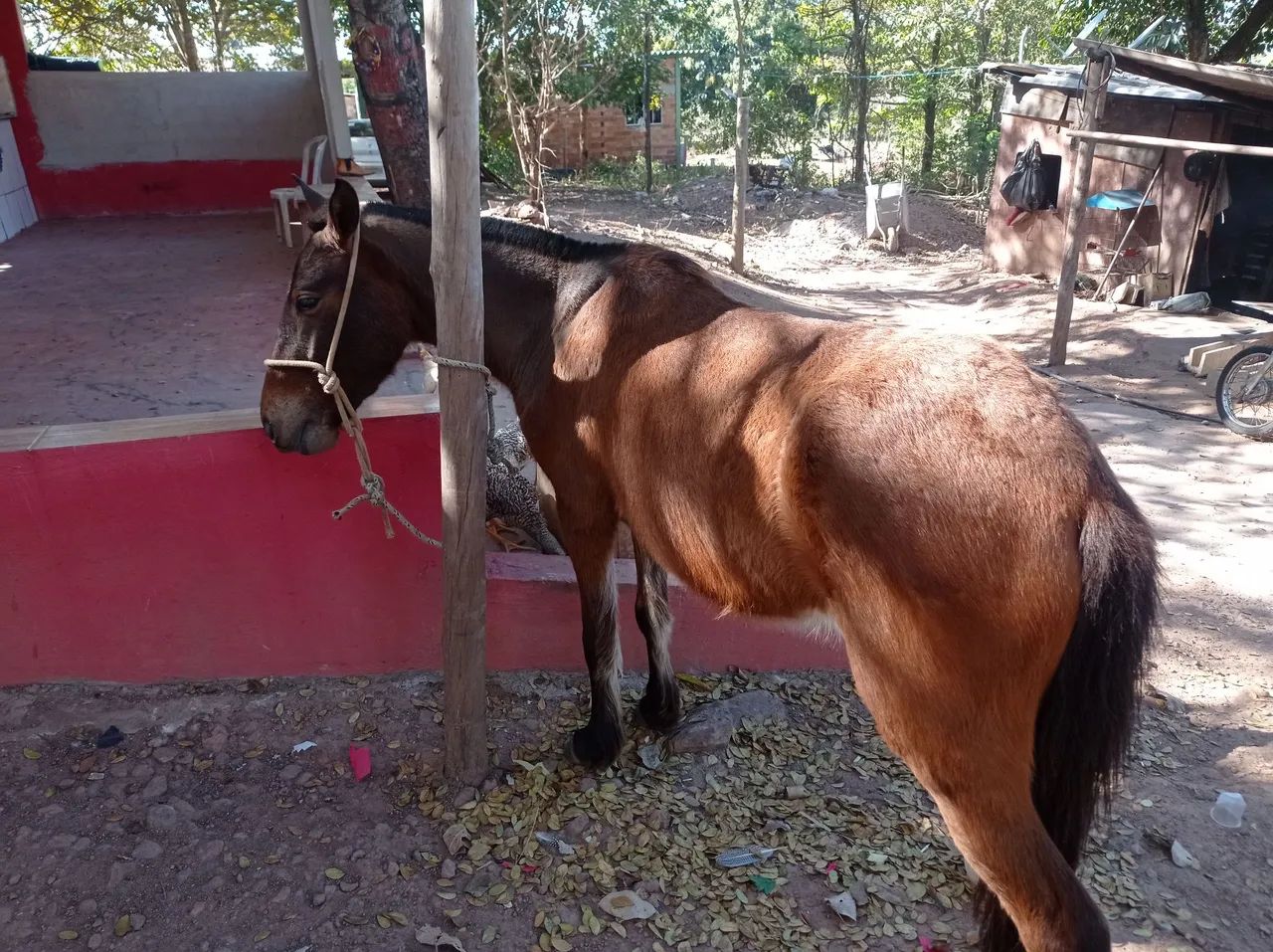 Égua 3 anos manchinha  - Foto 3