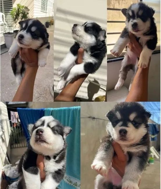 Husky Siberiano filhote  - Foto 4