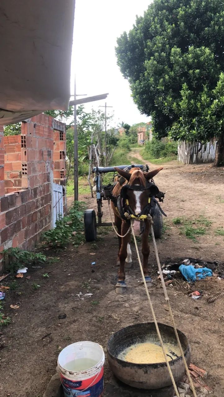 Vende se cavalo com carroça  - Foto 2