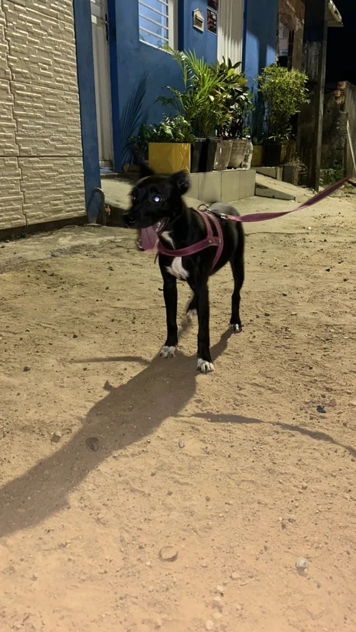 Doação de cachorra - Foto 3