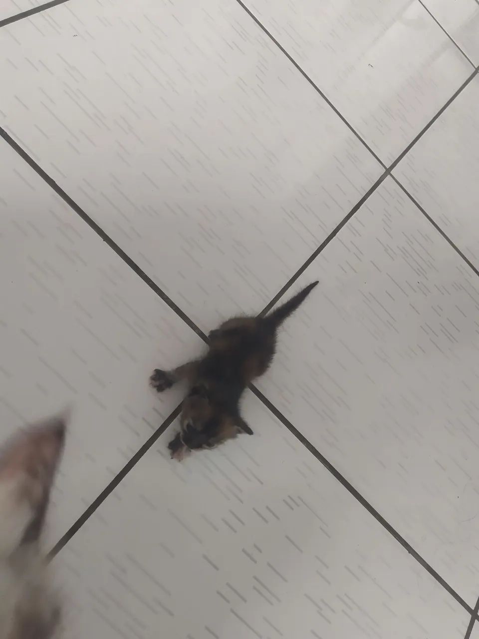 Gatinhas para doação  - Foto 4