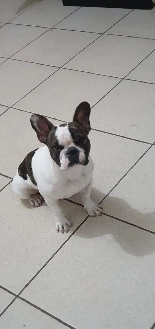 Buldogue francês 