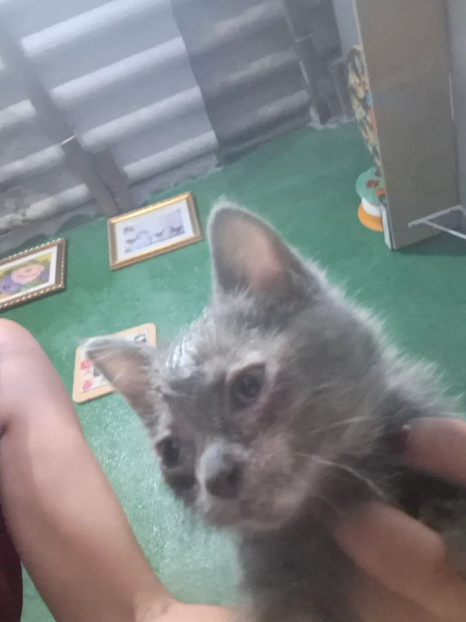 Gatos 