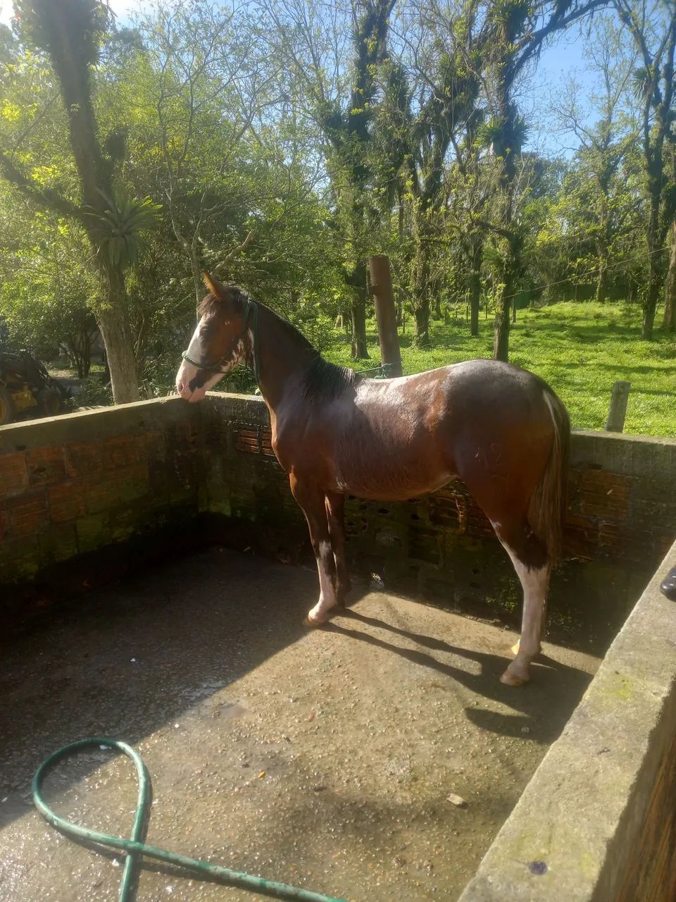 Potra oveira colorada 