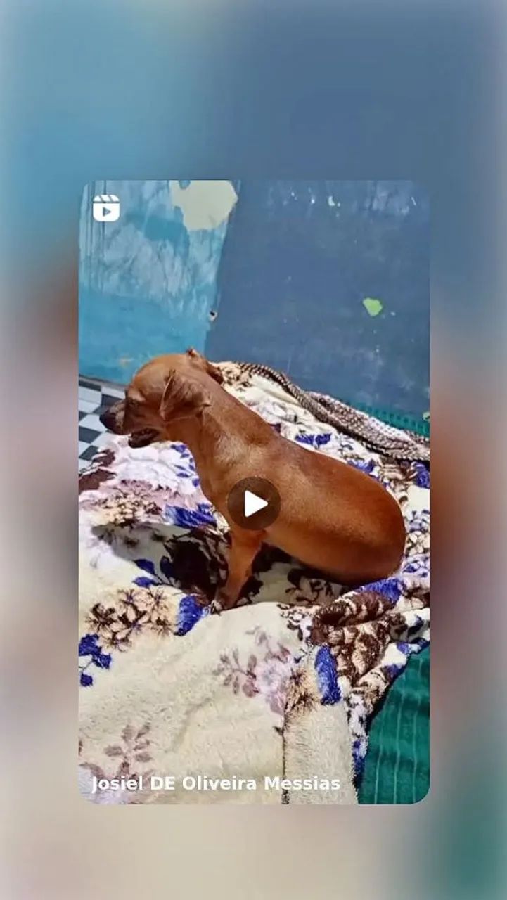 Cachorrinha no cio 
