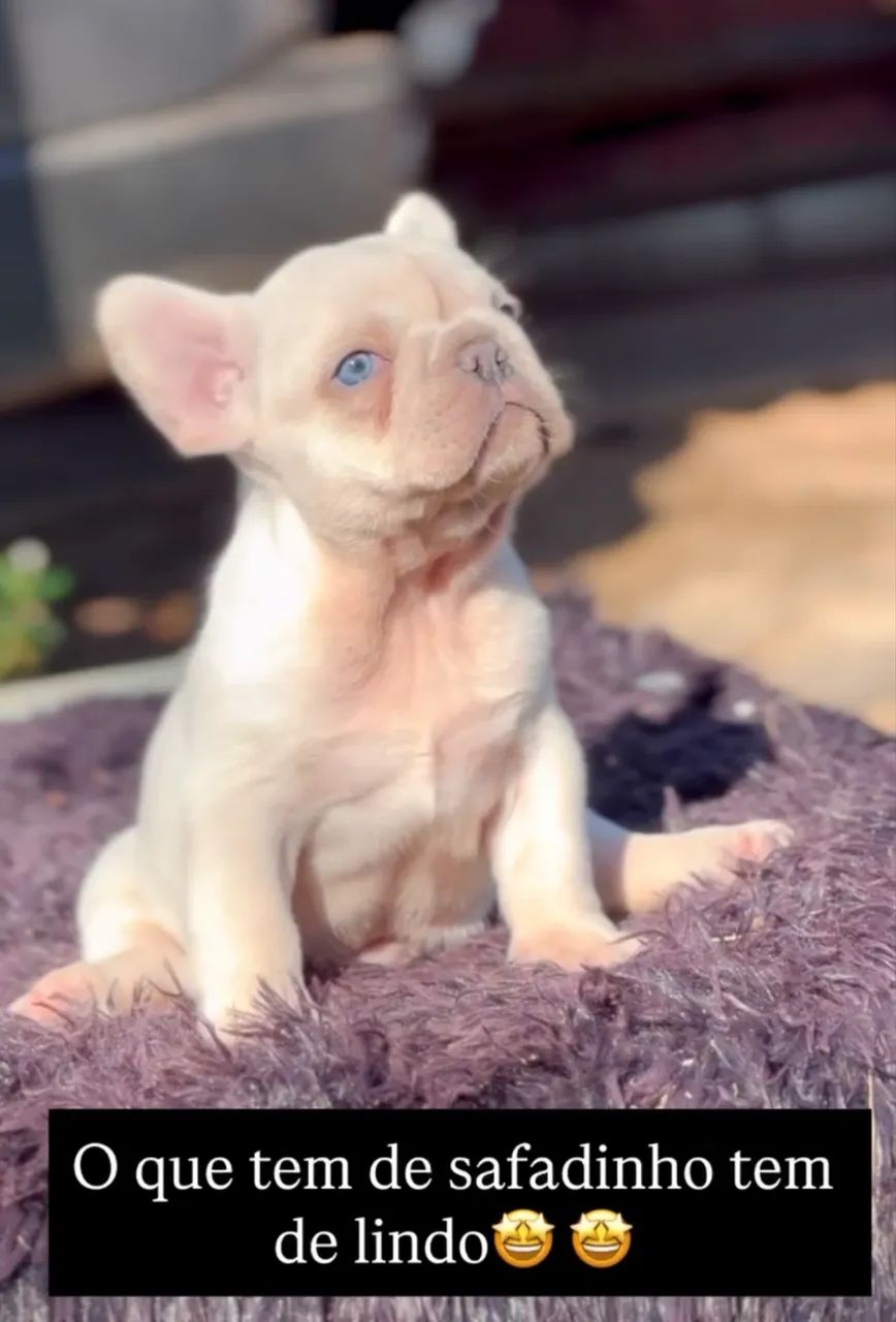 Bulldog Francês 