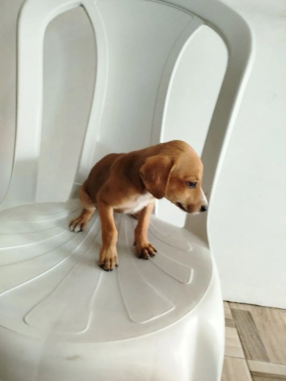 Adoção responsável  - Foto 2
