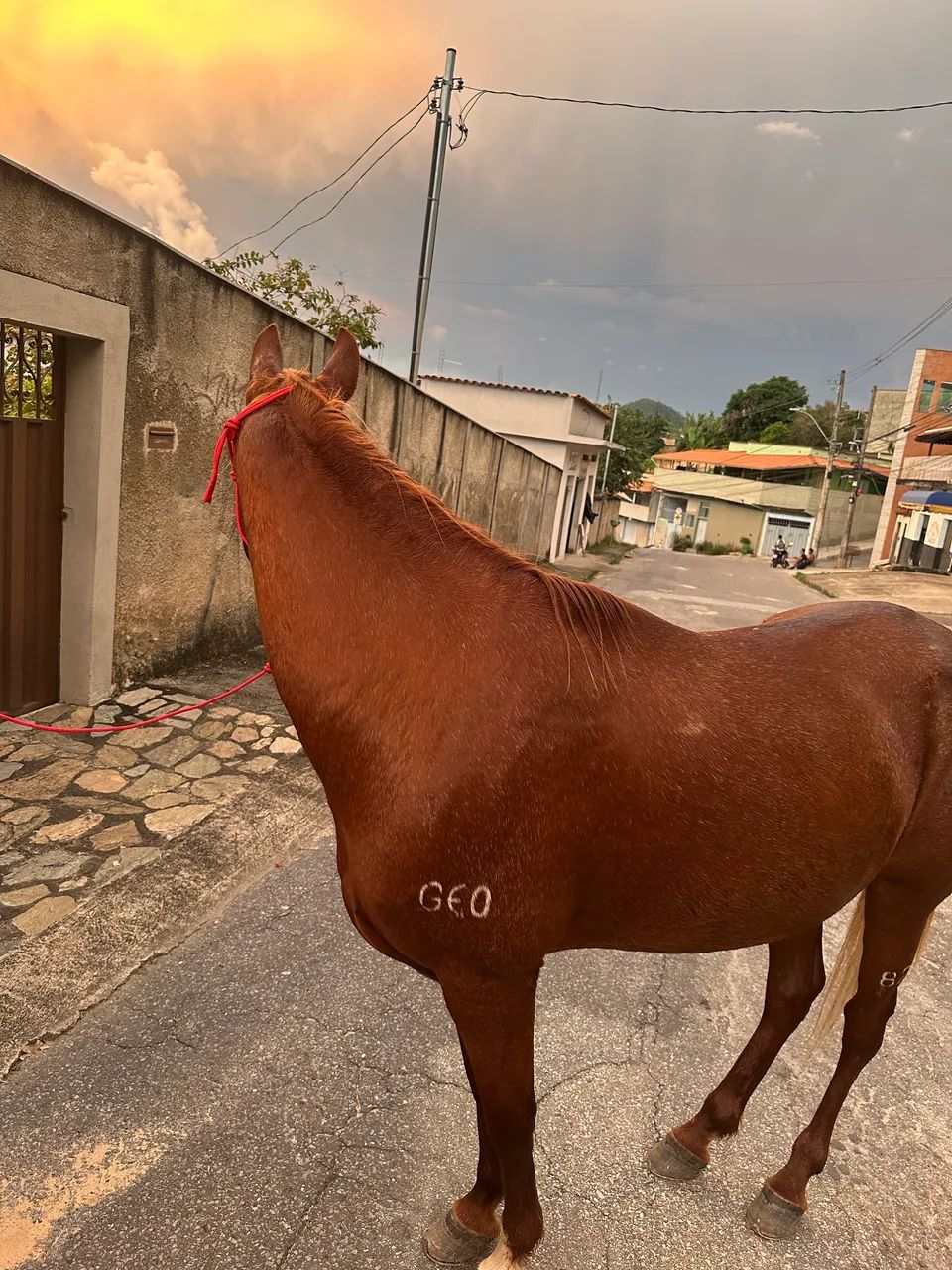 CAVALO  - Foto 2