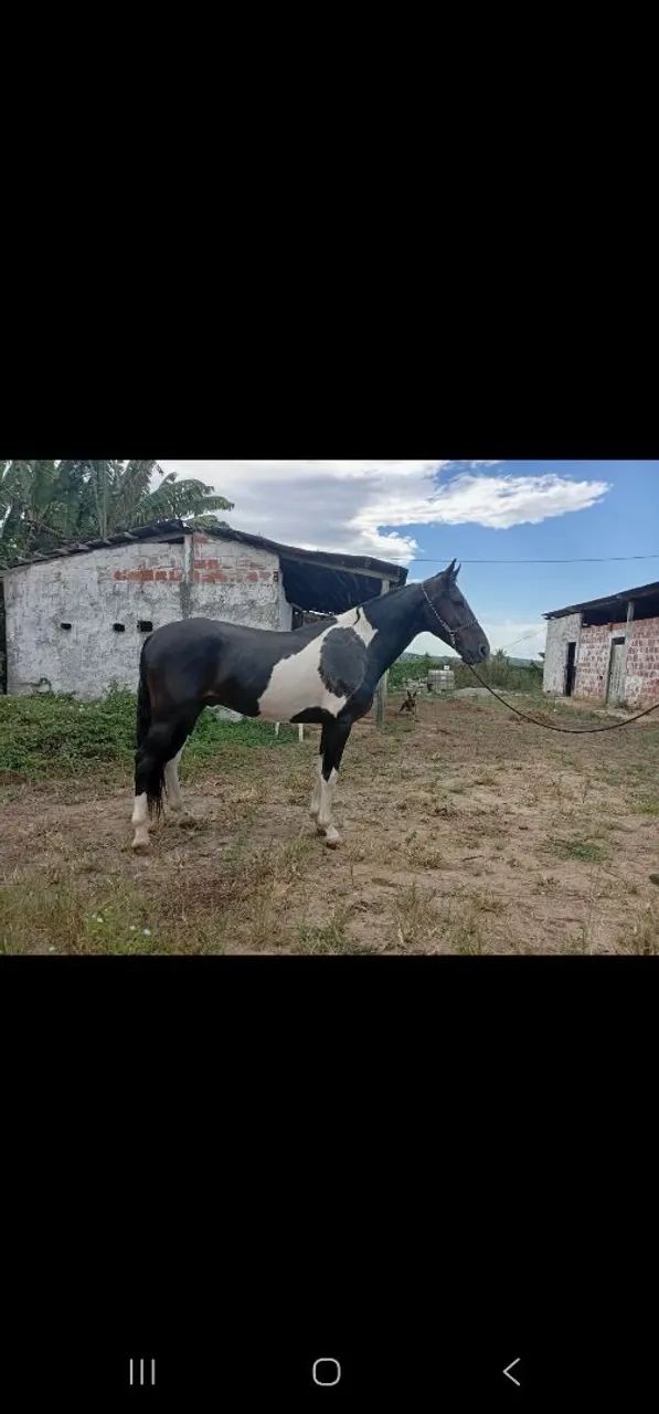 Cavalo - Foto 2