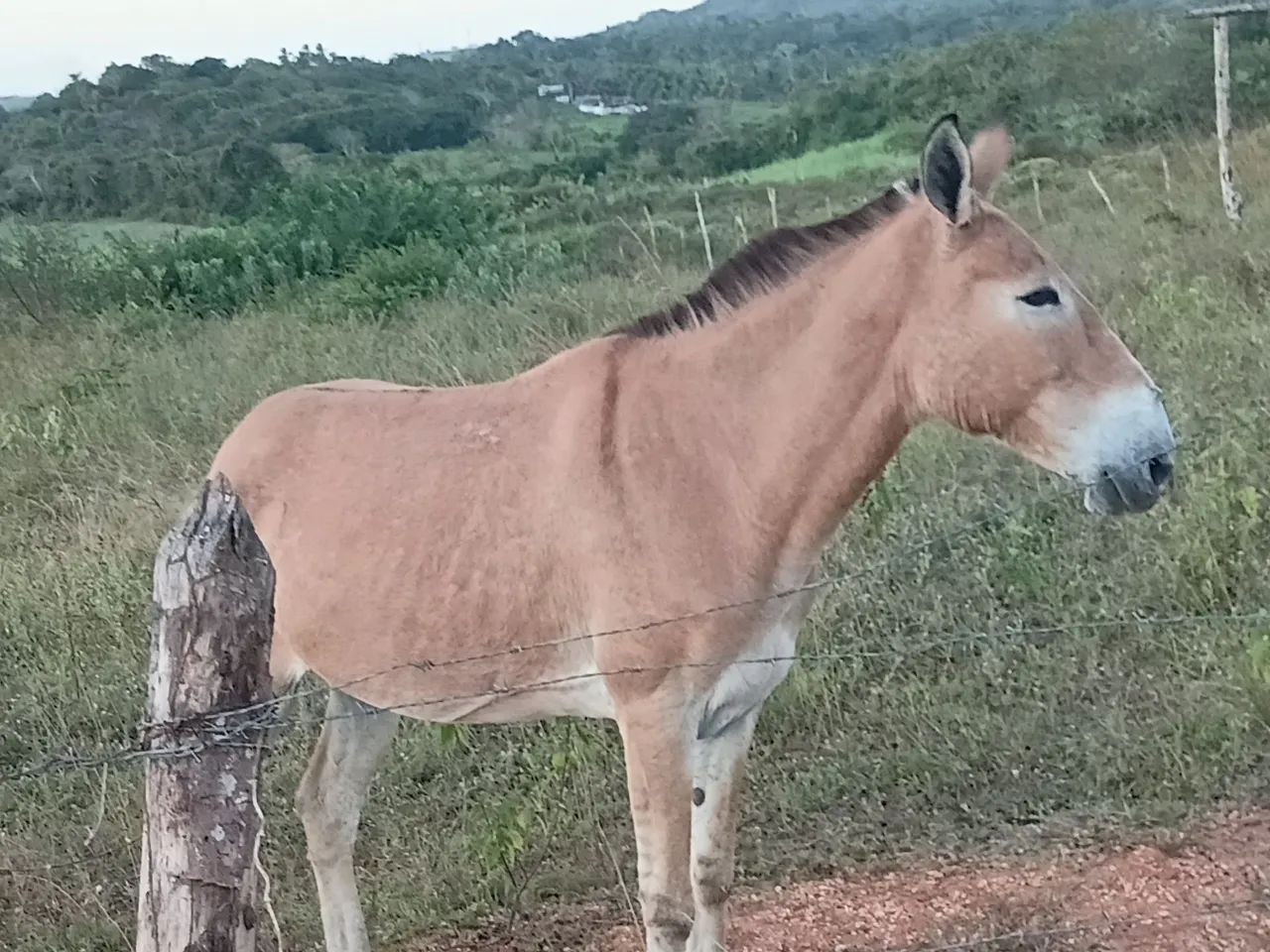 Vendo burro bom de carroça e bom de sela