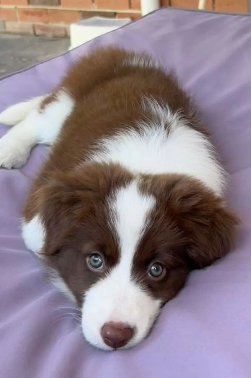 border collie ágeis.