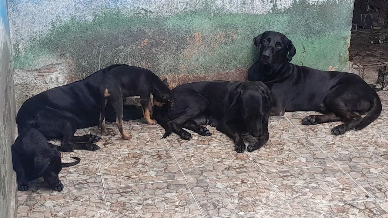 Doação de cachorro