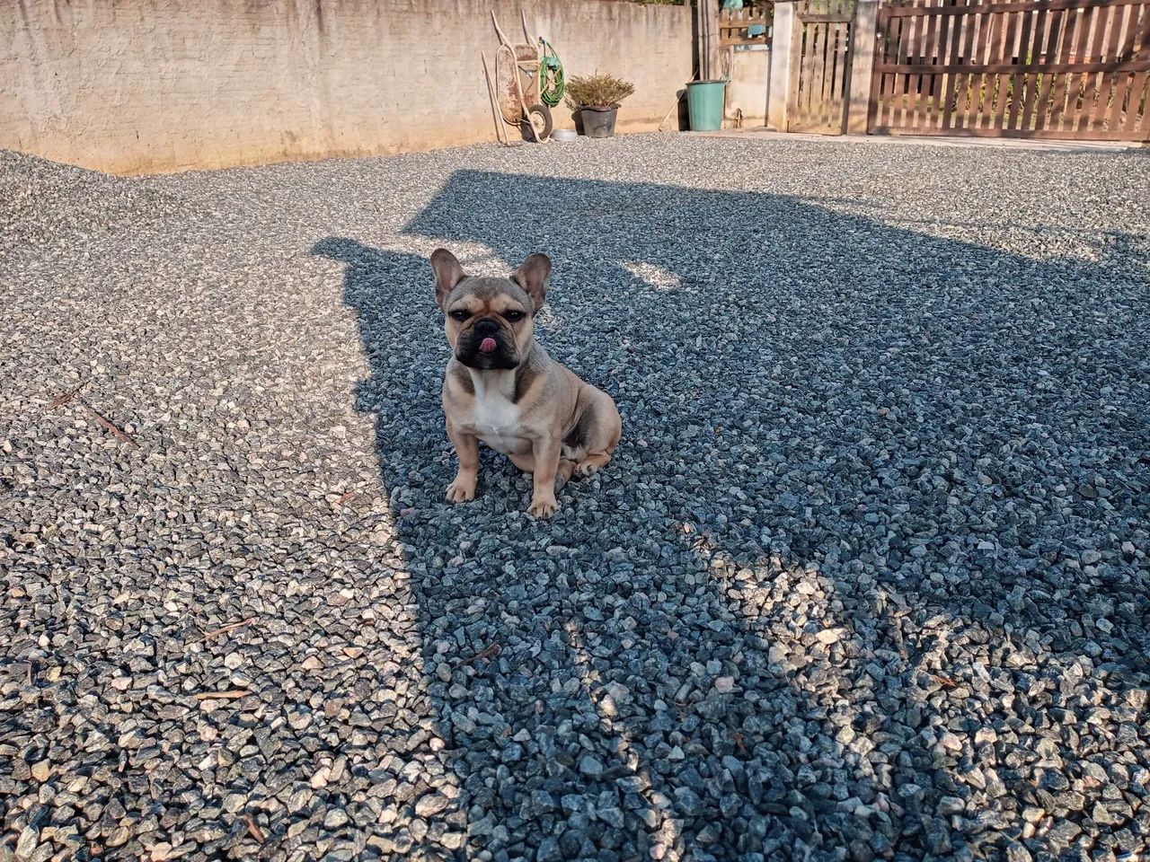 Buldogue macho disponível pra cruzar  - Foto 4
