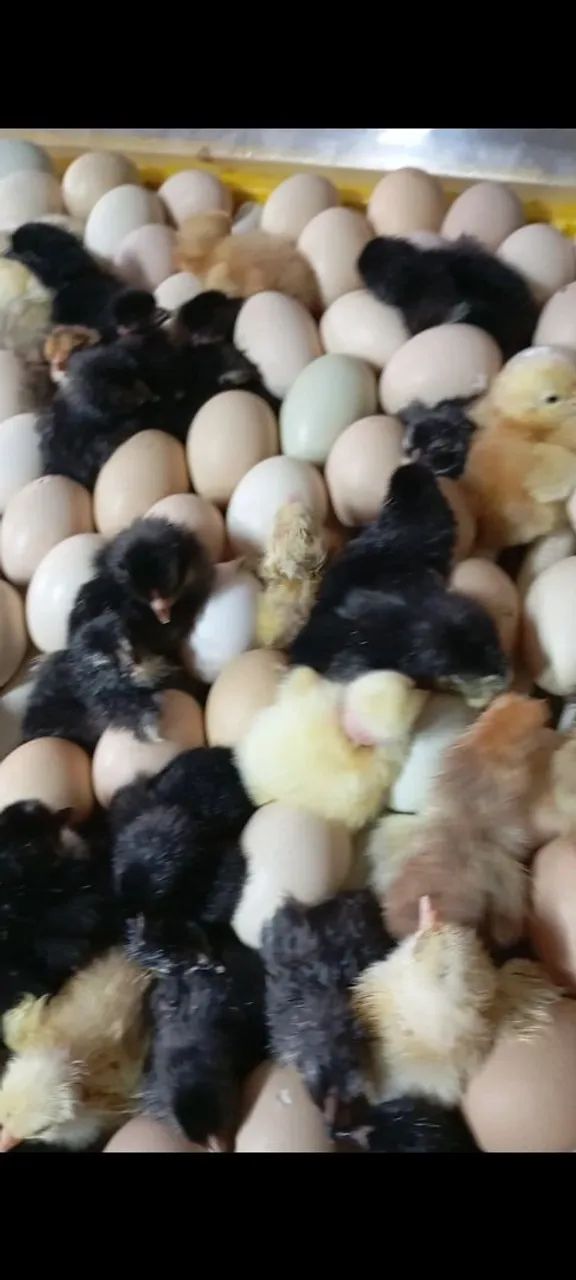 Ovos caipira galado , na promoção  - Foto 2