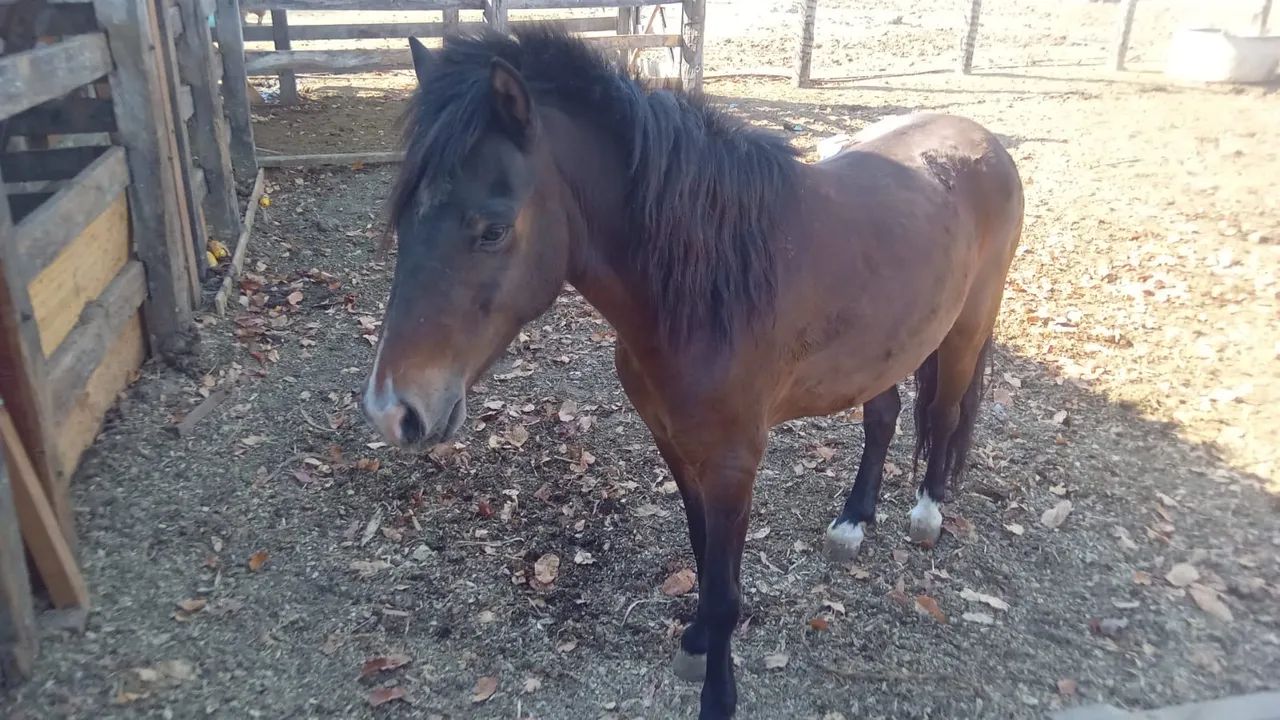 Poney inteiro - Foto 2