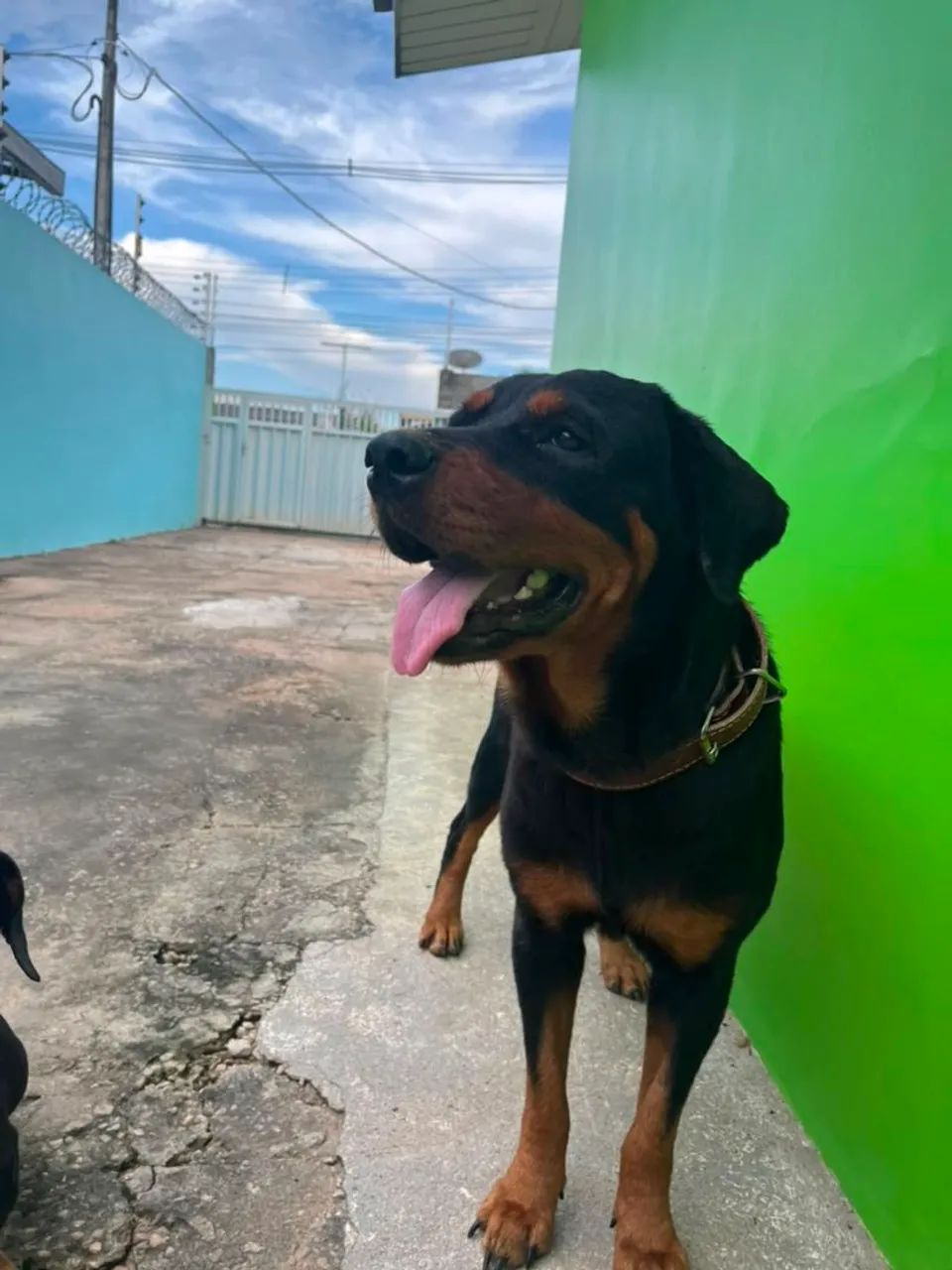 Procura-se namorado URGENTE - Foto 5