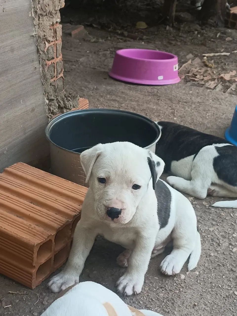 Filhotes de pitbull  - Foto 2